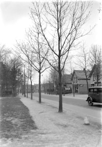 Snoeien, takkransen, bomen, amerrikaanse eik, Bestanddeelnr 192-1080