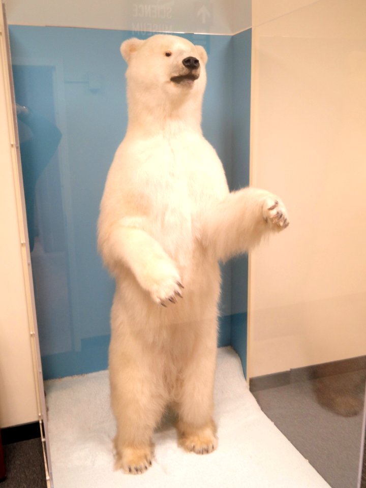 Snowball, polar bear from the Forest Park Zoo - Springfield Science Museum - Springfield, MA - DSC03320