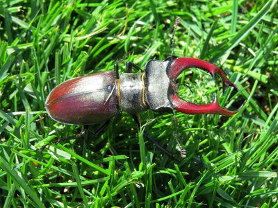 Insect meadow beetle photo