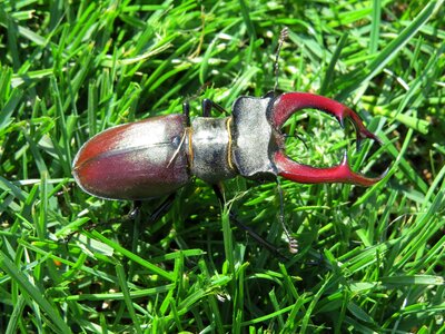 Insect meadow beetle