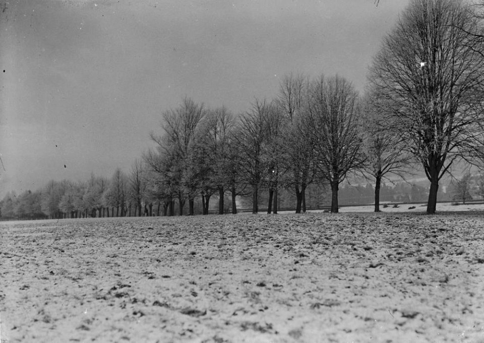 Snow covered trees on the Gro, Builth Wells (1293960)