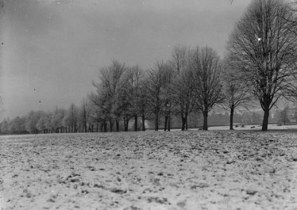 Snow covered trees on the Gro, Builth Wells (1293960)