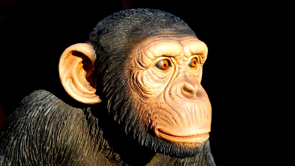 Ape wildlife mammal