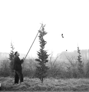 Snoeien, werkzaamheden, Bestanddeelnr 164-0672