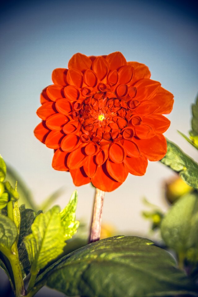 Asteraceae autumn composites