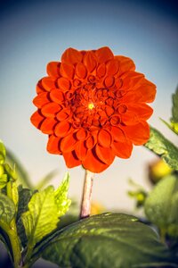 Asteraceae autumn composites