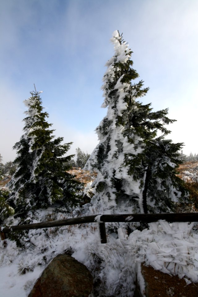 Snow on tree (Brocken)