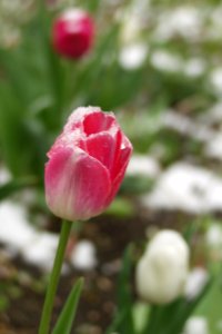 Snow on tulips, 2021-04-21, Beechview, 01