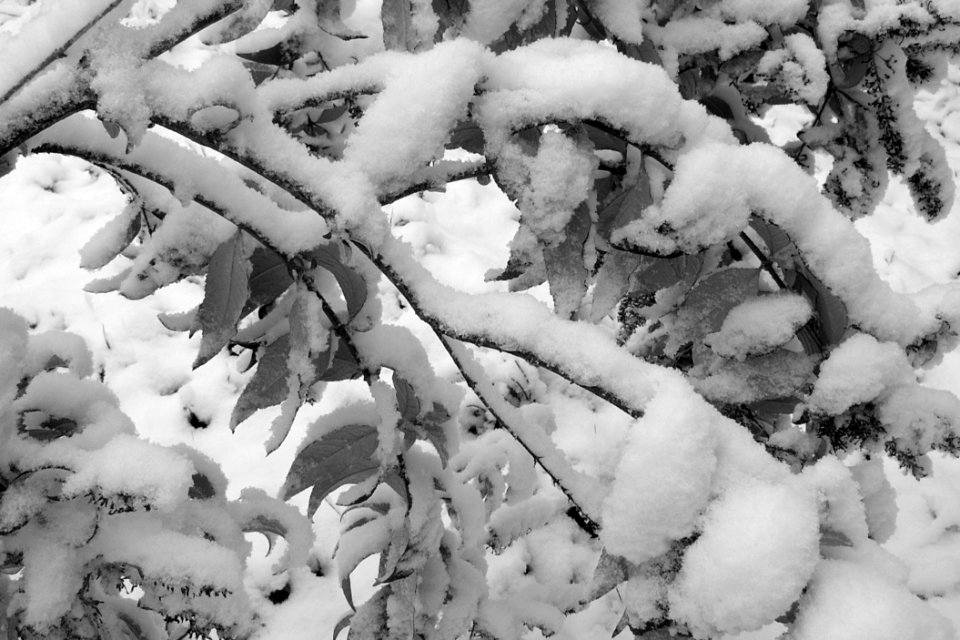 Snow weighs down branches, Beechview, 2020-12-01