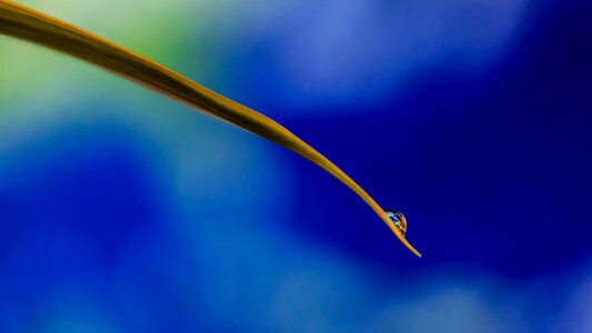 Nature macro close up