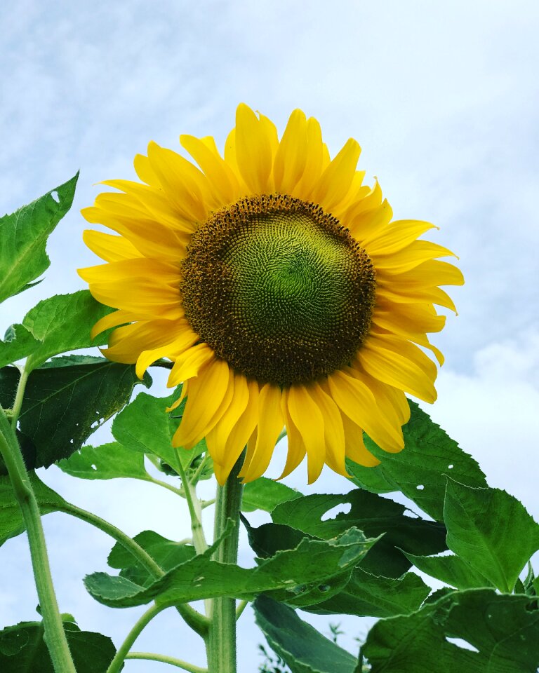 Summer yellow floral