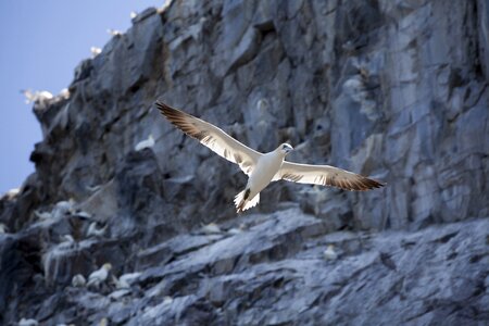 North berwick firth of forth sea bird