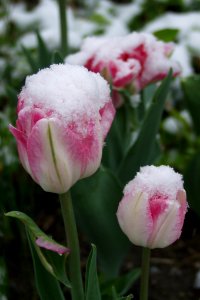 Snow on tulips, 2021-04-21, Beechview, 04