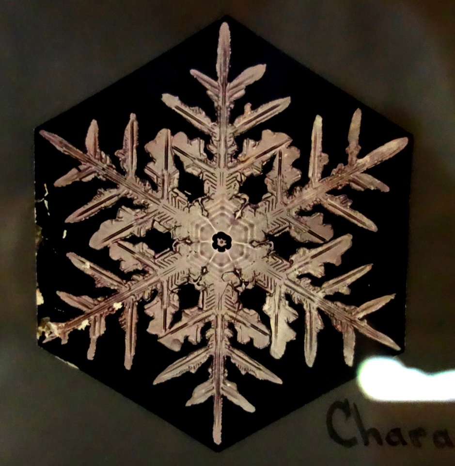 Snow-crystal photo-micrograph, made by W. A. Bentley, Nashville (Jericho), Vermont, c. 1890s - Fairbanks Museum and Planetarium - DSC04382
