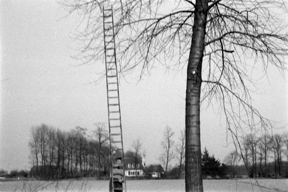 Snoeien, arbeiders, Bestanddeelnr 170-0939
