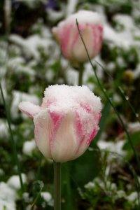 Snow on tulips, 2021-04-21, Beechview, 03