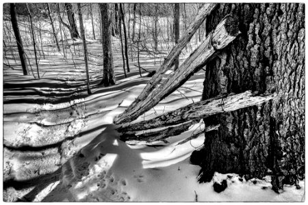 Snowshoe Trail (166500631)
