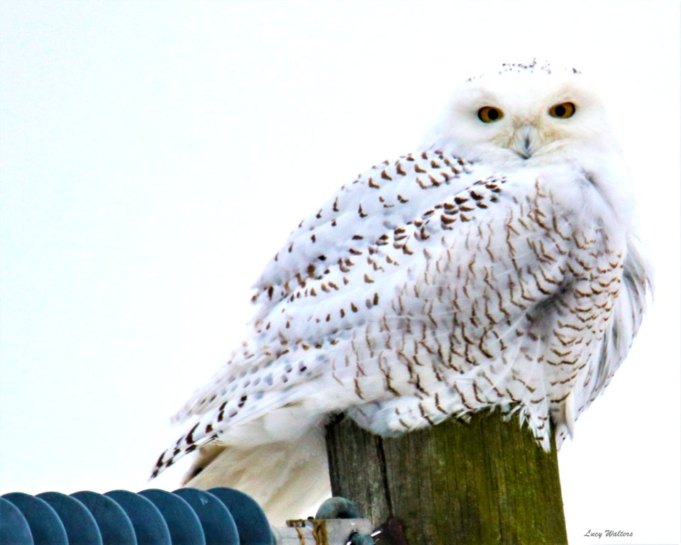 Snowy Owl Sitting On A Pole (244653377)
