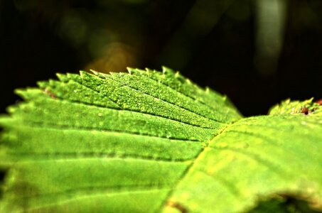 Sheet green macro