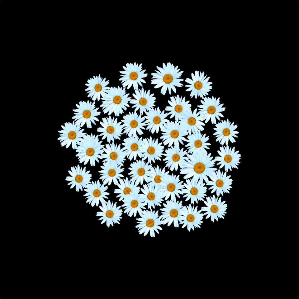 Flower floral plant