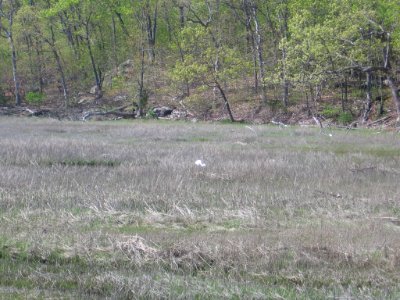 Snowy egret from Branford Trolley Trail 194