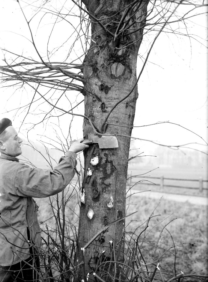 Snoeien, werkzaamheden, Bestanddeelnr 164-0695