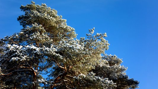 Snowy pine in Brastad 1 photo