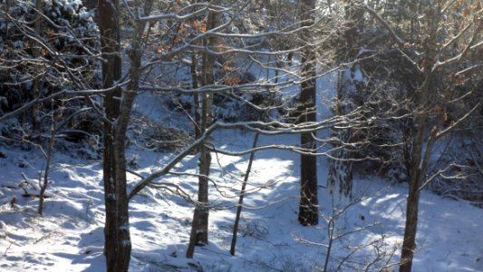 Snowy branches in Brastad photo