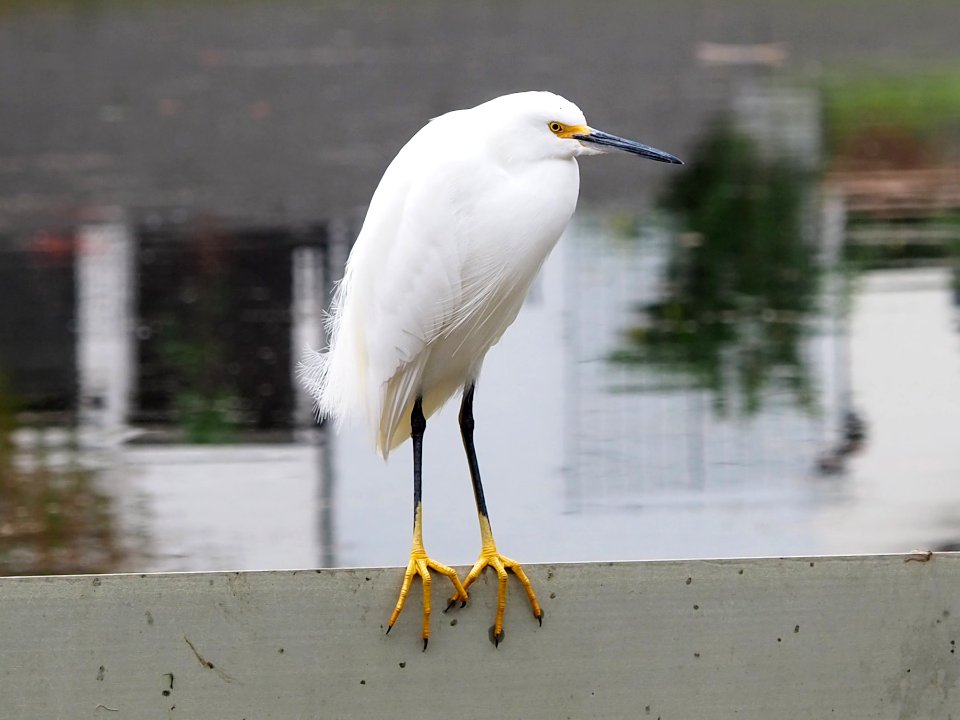 Snowy Egret Egretta thula