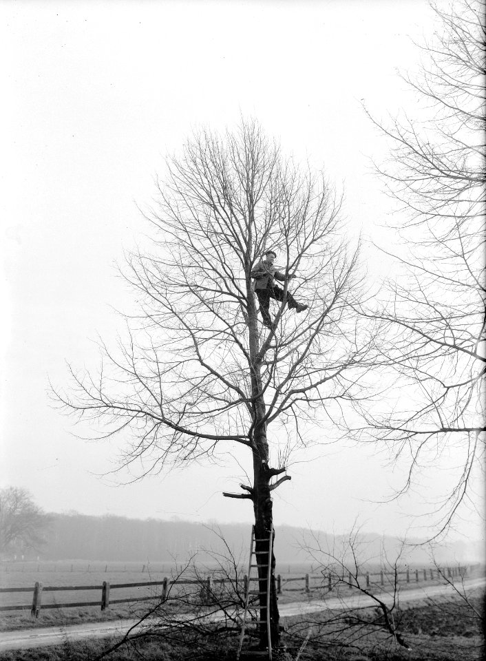 Snoeien, werkzaamheden, Bestanddeelnr 164-0692