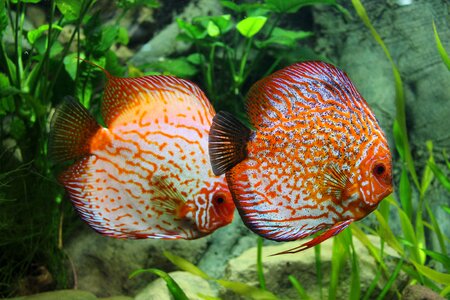 Ornamental fish perch exotic