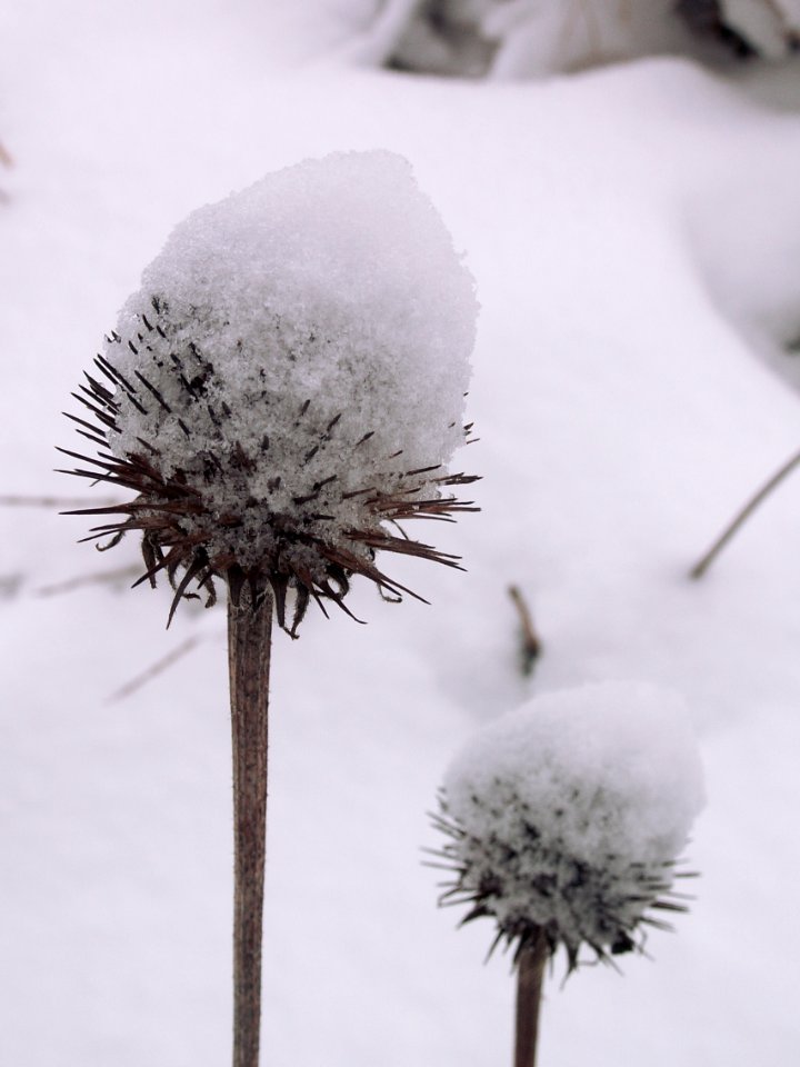 Snow on Purple Coneflower, Beechview, 2015-01-26, 03