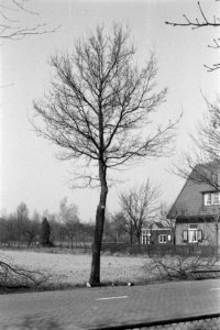 Snoeien, eiken, inlandse eik, Bestanddeelnr 170-0922