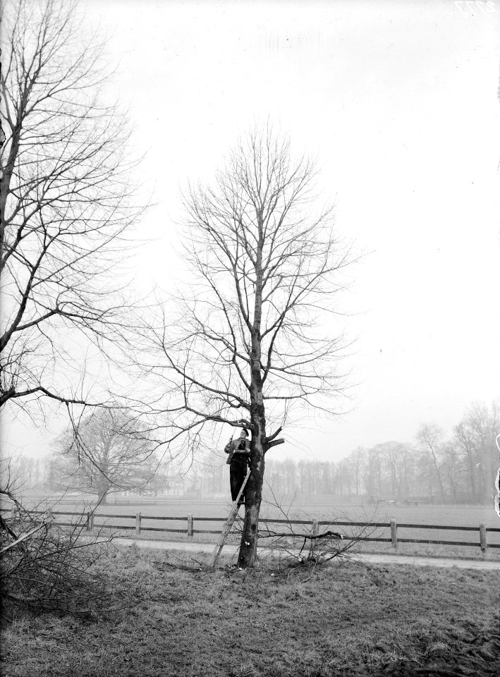 Snoeien, werkzaamheden, Bestanddeelnr 164-0691
