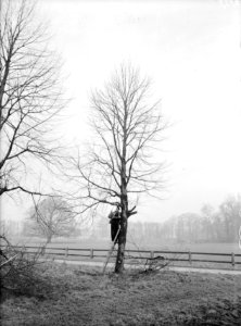 Snoeien, werkzaamheden, Bestanddeelnr 164-0691