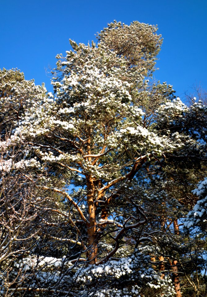 Snowy pine in Brastad 2