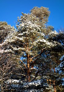 Snowy pine in Brastad 2 photo