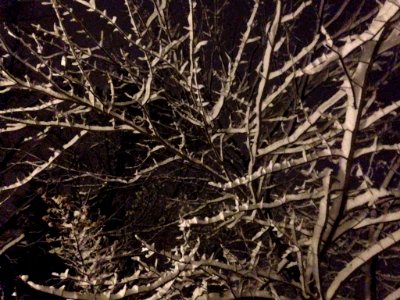 Snowy Branches photo