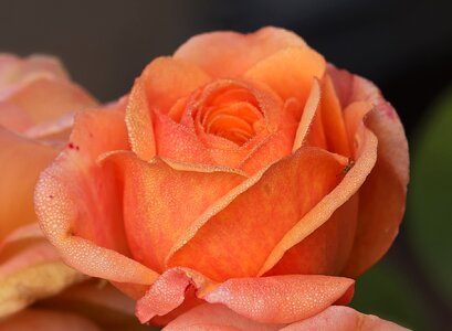 English roses rosaceae my garden roses