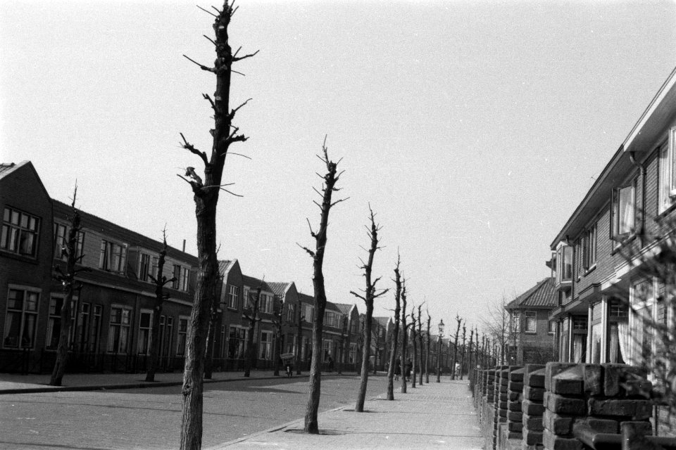 Snoeien, wegen, huizen, straatbeplanting, acacia, Bestanddeelnr 170-0931