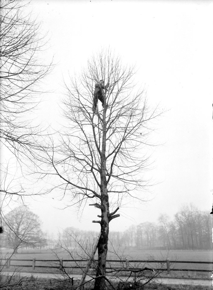 Snoeien, werkzaamheden, Bestanddeelnr 164-0693