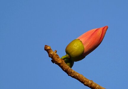 Bombax ceiba cotton tree red silk-cotton photo