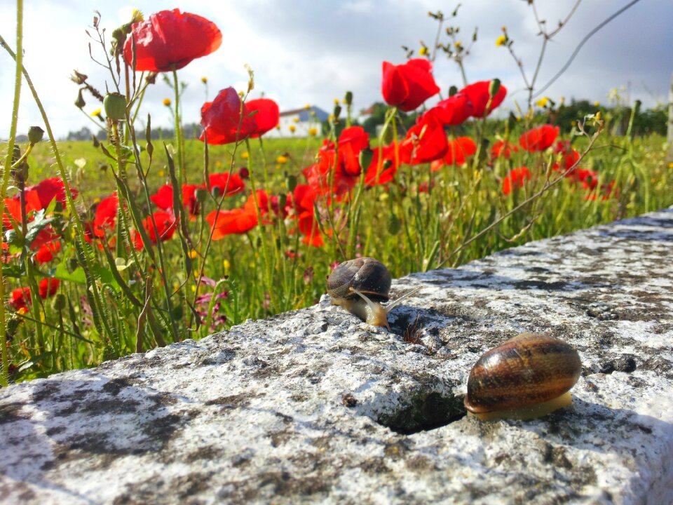 Animal poppies spring