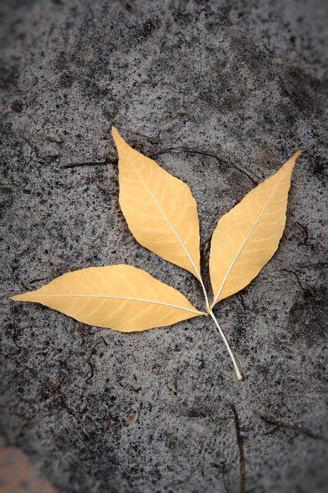 Closeup leaves dry leaves
