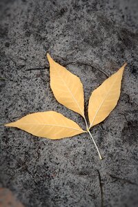 Closeup leaves dry leaves