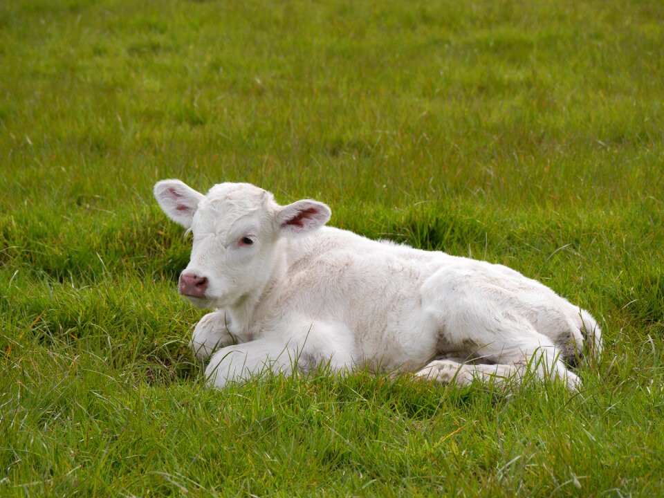Rural agriculture grass