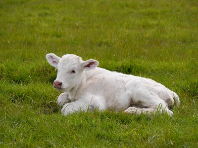 Rural agriculture grass