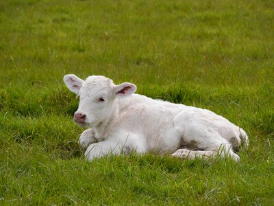 Rural agriculture grass photo