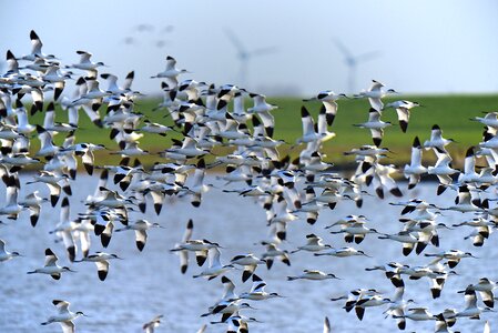 Avocet north sea bird migration photo