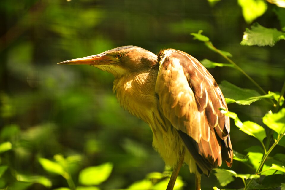 Large beak animal nature photo